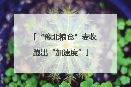 “豫北粮仓”麦收跑出“加速度”