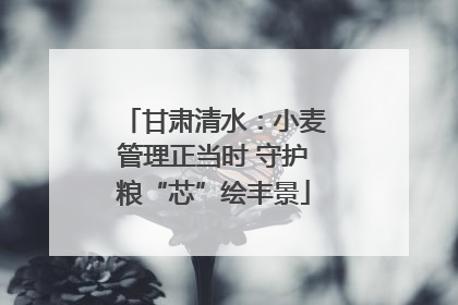 甘肃清水：小麦管理正当时 守护粮“芯”绘丰景