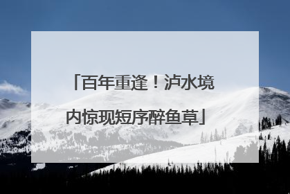 百年重逢！泸水境内惊现短序醉鱼草