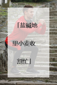 盐碱地里小麦收割忙