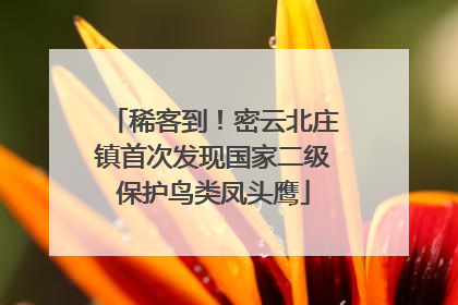 稀客到！密云北庄镇首次发现国家二级保护鸟类凤头鹰