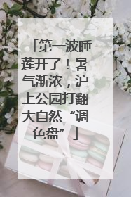 第一波睡莲开了！暑气渐浓，沪上公园打翻大自然“调色盘”