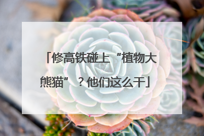 修高铁碰上“植物大熊猫”？他们这么干
