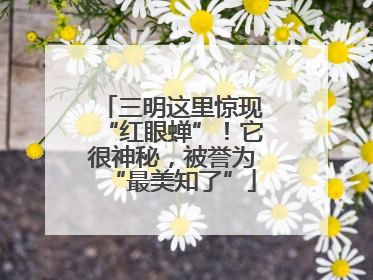 三明这里惊现“红眼蝉”！它很神秘，被誉为“最美知了”