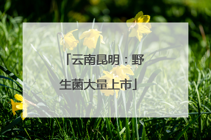 云南昆明：野生菌大量上市