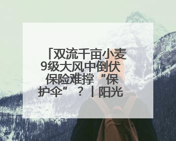 双流千亩小麦9级大风中倒伏 保险难撑“保护伞”？丨阳光帮忙