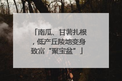 南瓜、甘薯扎根，低产丘陵地变身致富“聚宝盆”
