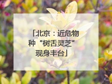 北京：近危物种“树舌灵芝”现身丰台