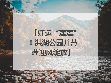 好运“莲莲”！洪湖公园并蒂莲迎风绽放
