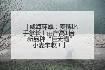 威海环翠：麦穗比手掌长！亩产高1倍 新品种“巨无霸”小麦丰收！