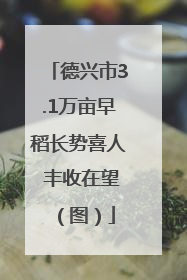 德兴市3.1万亩早稻长势喜人 丰收在望（图）