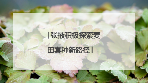 张掖积极探索麦田套种新路径