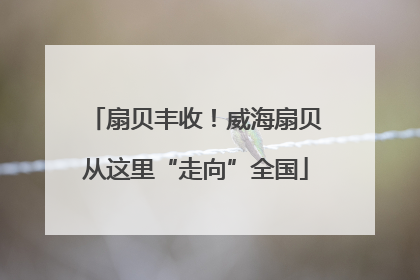 扇贝丰收！威海扇贝从这里“走向”全国