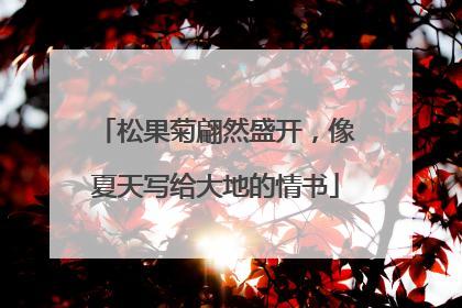 松果菊翩然盛开，像夏天写给大地的情书