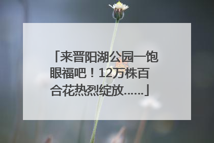 来晋阳湖公园一饱眼福吧！12万株百合花热烈绽放……