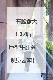 有脸盆大！3.4斤巨型牛肝菌现身云南