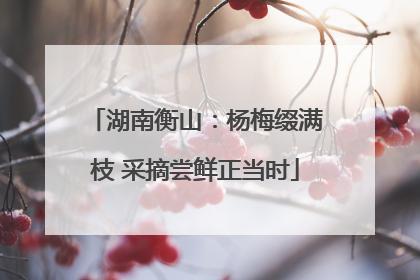湖南衡山：杨梅缀满枝 采摘尝鲜正当时