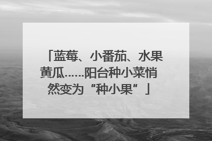 蓝莓、小番茄、水果黄瓜……阳台种小菜悄然变为“种小果”