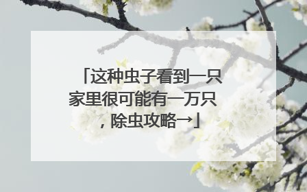 这种虫子看到一只家里很可能有一万只，除虫攻略→