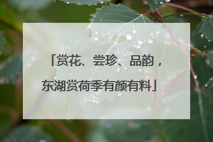 赏花、尝珍、品韵，东湖赏荷季有颜有料