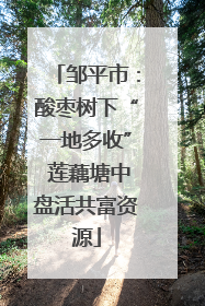 邹平市：酸枣树下“一地多收” 莲藕塘中盘活共富资源