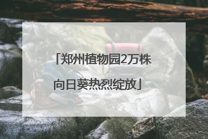 郑州植物园2万株向日葵热烈绽放
