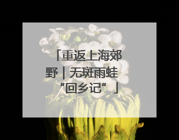 重返上海郊野｜无斑雨蛙“回乡记”