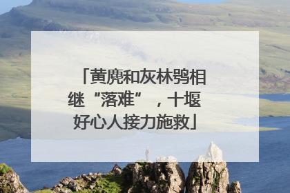 黄麂和灰林鸮相继“落难”，十堰好心人接力施救
