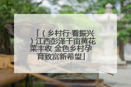（乡村行·看振兴）江西彭泽千亩黄花菜丰收 金色乡村孕育致富新希望